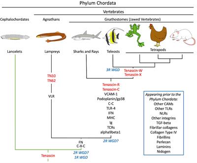 Did Tenascin-C Co-Evolve With the General Immune System of Vertebrates?